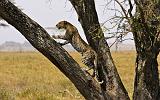 TANZANIA - Serengeti National Park - Leopardo - 06